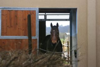 Mondapa nel box