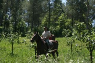 Piero a cavallo tra i cotogni